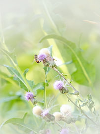 At a Thistle by Ankie Kooi