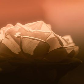 Rose in pastel colours by rob spruit