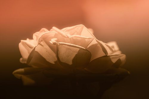 Roos in pastelkleuren