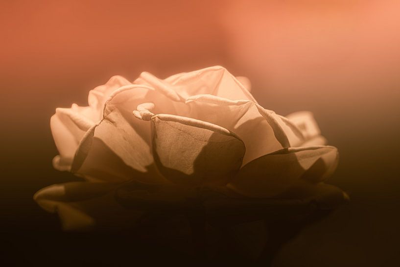 Rose in Pastellfarben von foto by rob spruit