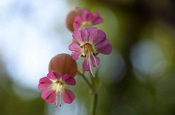 roze schoonheid