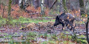 Wilde zwijnen met frislingen in het bos van Evert Jan Kip