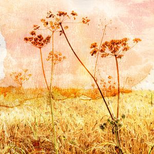 Schermbloemen in het veld