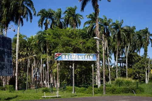 Palm garden in Paramaribo capital of Suriname.