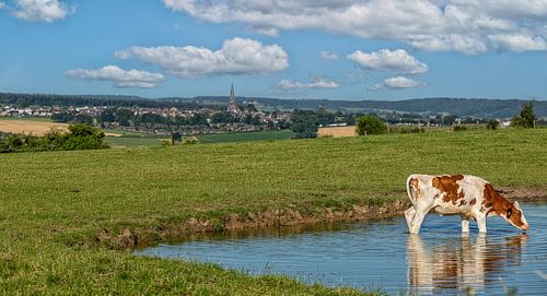 Drinkende koe met op de achtergrond Vijlen in Zuid-Limburg