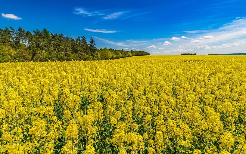 Rapsanbaugebiet mit schönen gelben Blüten im Frühling von Alex Winter