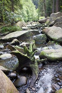 Ein Flüsschen im Harz