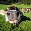 Cows