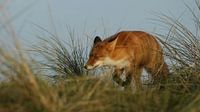 fox