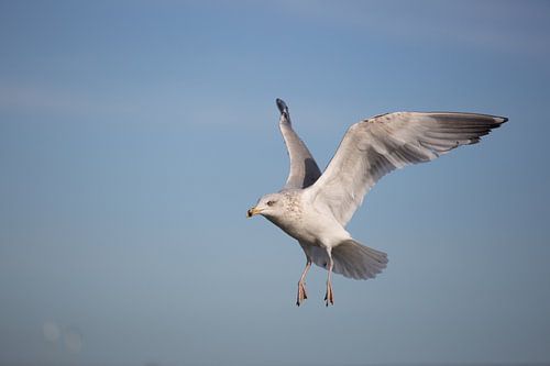Mediterrane meeuw tijdens de vlucht