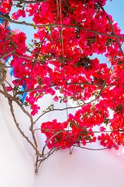 Pink bougainvillea by Annette Spaan