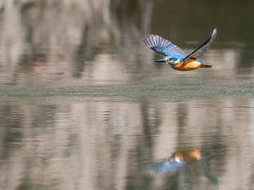 Kingfisher in flight by Lies Bakker