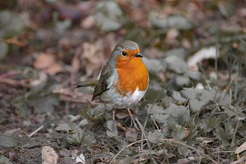 Het brutale roodborst, de grote vriend van de tuinman van foto by rob spruit