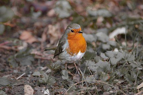Het brutale roodborst, de grote vriend van de tuinman