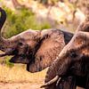 Olifanten bij de waterpoel in Kenia van Fotos by Jan Wehnert