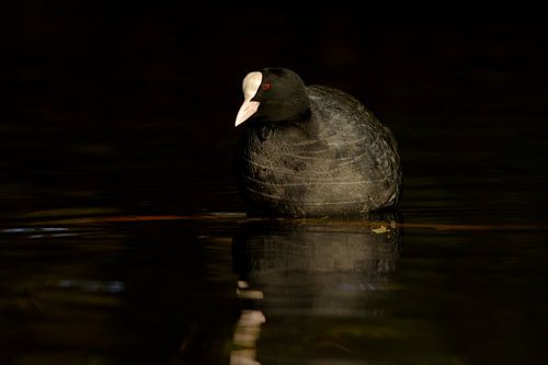 Meerkoet in prachtig zonlicht