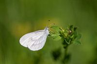 The beautiful white butterfly Forest White