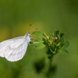 Het prachtige witte vlindertje Boswitje by Susan van Etten