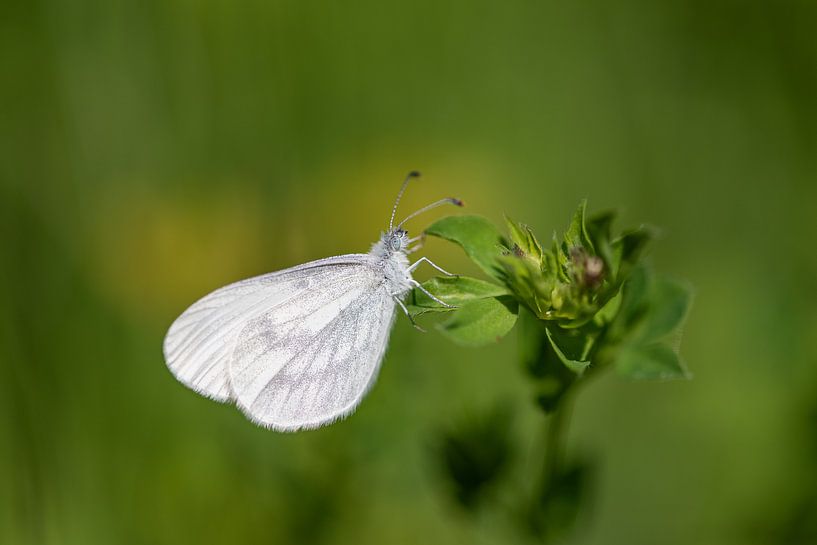 The beautiful white butterfly Forest White by Susan van Etten