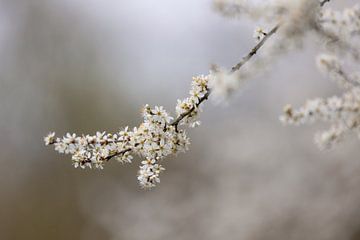 White blossom. by Janny Beimers