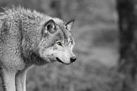 Grauer Wolf "schwarz und weiß von Renald Bourque Miniaturansicht