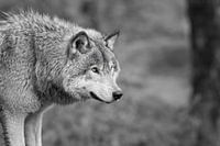 Grey Wolf "black and white
