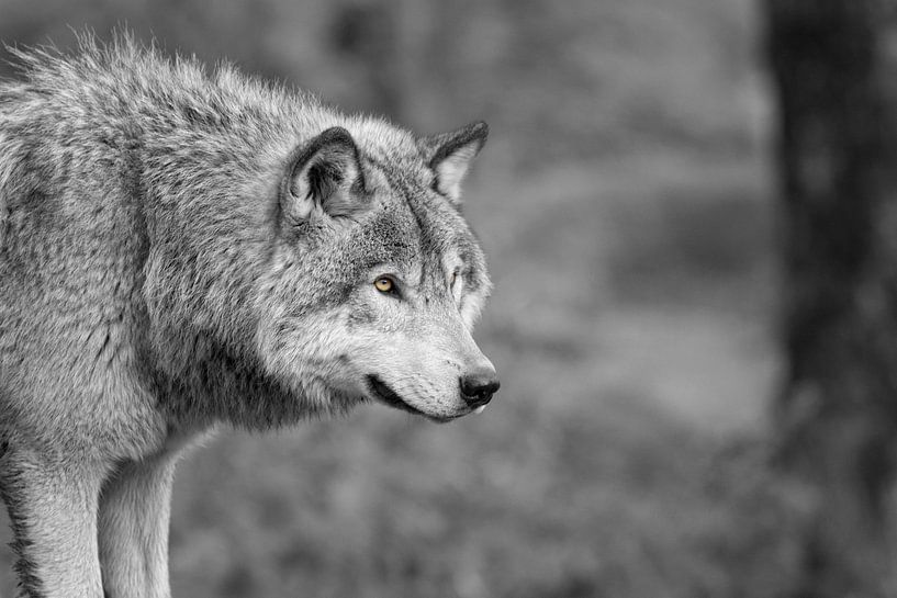 Grauer Wolf "schwarz und weiß von Renald Bourque