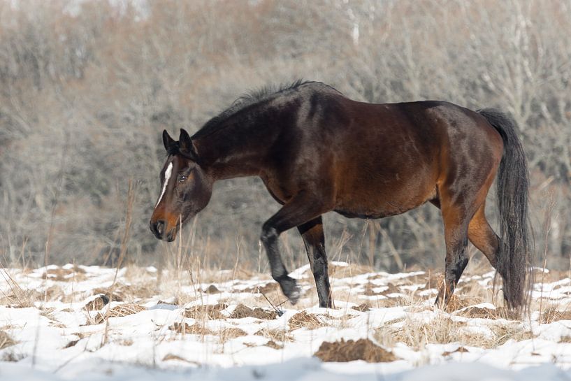 Veluwe, planken wambuis-wild paard 05  by Cilia Brandts