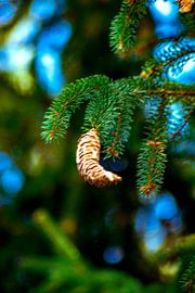 The lonely pinecone