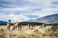 Eine Herde Lamas in Patagonien von Shanti Hesse Miniaturansicht