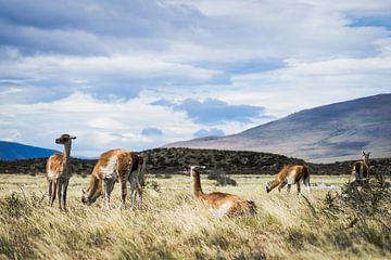 Eine Herde Lamas in Patagonien