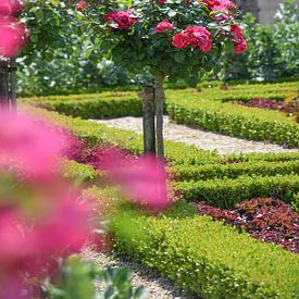 Roses of Villandry by Ingrid de Vos - Boom