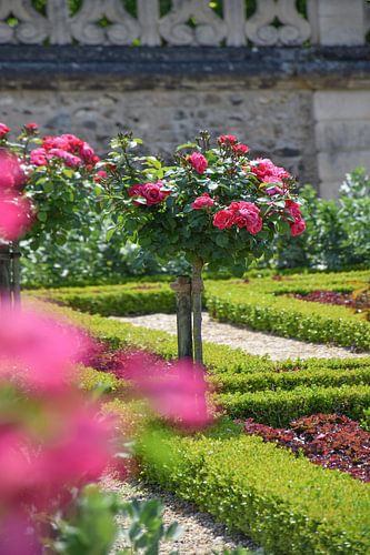 Rozen van Villandry