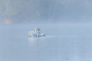 Des cygnes dans la brume