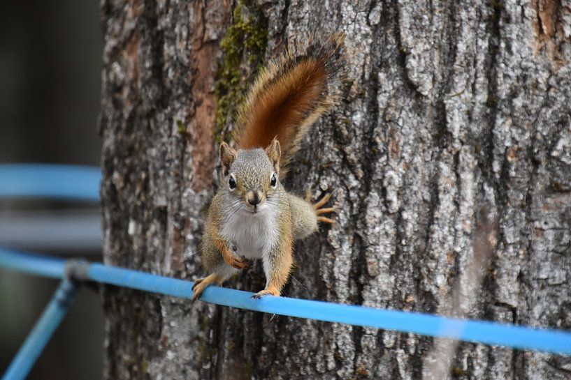 A red squirrel near the maple forest by Claude Laprise