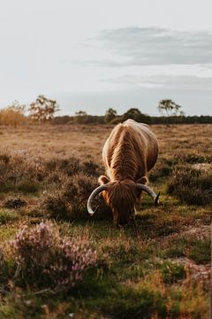 Landschap met Schotse Hooglander, Wilde koeien in Nederlandse Natuurgebieden van Linda Richtersz