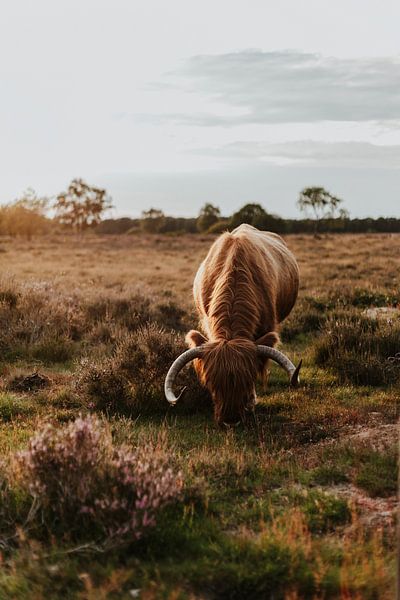 Paysage avec Highlander écossais, vaches sauvages dans les réserves naturelles néerlandaises par Linda Richtersz