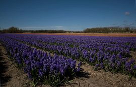 Bloembollenvelden in de bollenstreek by foto-fantasie foto-fantasie