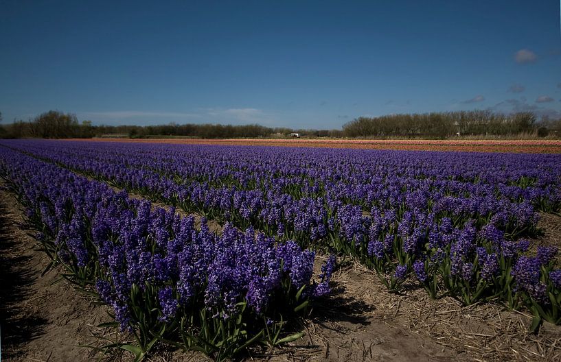 Bloembollenvelden in de bollenstreek by foto-fantasie foto-fantasie