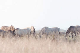 Konikpaarden in Oostvaardersplassen | reisfotografie print | Nederland