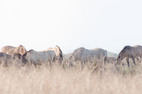 Konik-Pferde in den Oostvaardersplassen | Reisefotografie-Druck | Niederlande