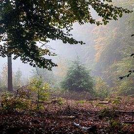 Autumn atmosphere in the Amerong forest by Jan de Jong