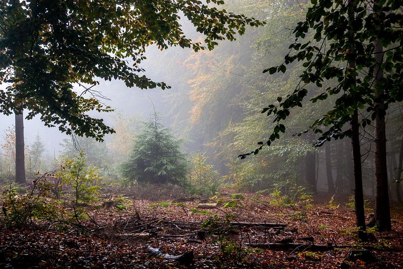 Herbststimmung im Amerong-Wald von Jan de Jong