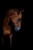 Horse on the wall 5