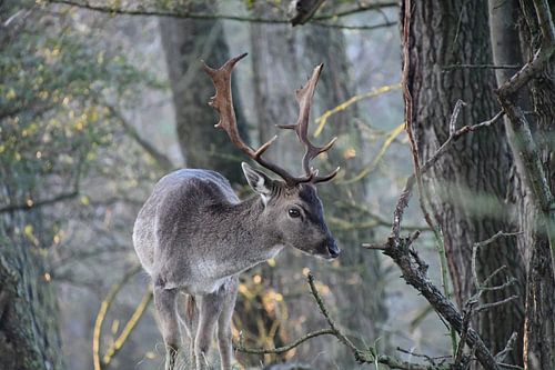 Damhert in het bos
