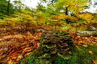 Wald im Herbst von Dirk van Egmond Miniaturansicht