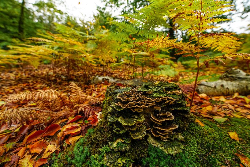 Wald im Herbst von Dirk van Egmond