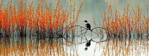 Vogel in het Vuurriet | een stille wacht aan het water