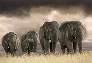 Cinq éléphants par Marcel van Balken Aperçu