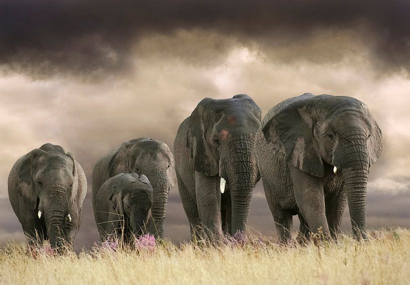 Cinq éléphants par Marcel van Balken